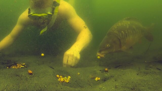 SOUS L EAU AVEC LES CARPES AVEC CARP RUSH TV