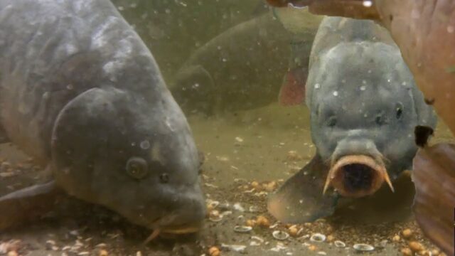 SOUS L EAU AVEC LES CARPES AVEC CARP RUSH TV