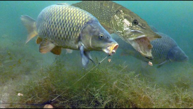 UNDERFISHING SUR CARP RUSH TV