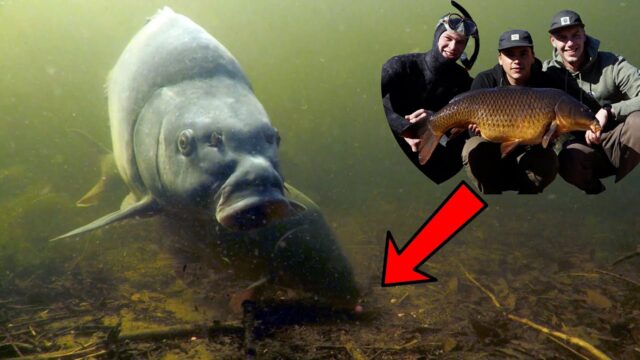 Underwater | Pêche des grosses carpes en eau froide | CARP RUSH TV